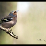 Vink Vink