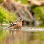 Vink in bad Vink in bad