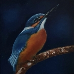 IJsvogeltje IJsvogeltje