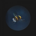 Hommel Hommel