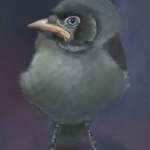 Jonge kauw Jonge kauw