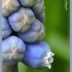 blauw druifje