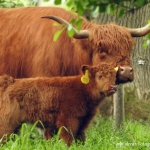 Schotse Hooglanders met 4 jongen, in Groot Bylaer. Schotse Hooglanders met 4 jongen, in Groot Bylaer.