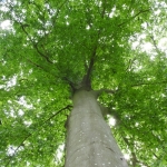 Oerbomen, ik hou er zo van. Oerbomen, ik hou er zo van.