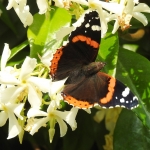 Kraakverse atalanta vandaag voor het eerst in de tuin. Kraakverse atalanta vandaag voor het eerst in de tuin.