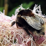 Prachtige Boomhommel op mijn Koninginnekruid, met video. Prachtige Boomhommel op mijn Koninginnekruid, met video.