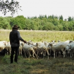 Schaapskudde in Klein Bylaer met video Schaapskudde in Klein Bylaer met video
