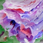 Hibiscus Hibiscus