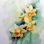 Narcissen Narcissen