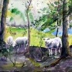 schapen bij de Ward schapen bij de Ward