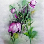 Helleborus Helleborus