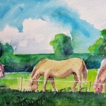 konik paarden konik paarden