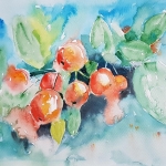 Malus Malus