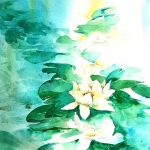Dwergwaterlelie Dwergwaterlelie
