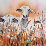 Schaap Schaap