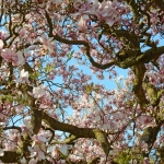 Magnolia IV Magnolia IV