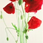 Papaver Papaver