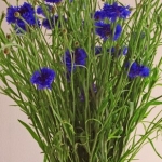 Korenbloem (Centaurea Cyanus) Korenbloem (Centaurea Cyanus)