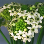 Kroon van de Zuiderwindlelie (Ornithogalum saundersiae) Kroon van de Zuiderwindlelie (Ornithogalum saundersiae)