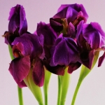 Iris Hollandia Casablanca Iris Hollandia Casablanca