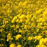 Koolzaad (Brassica napus) Koolzaad (Brassica napus)