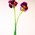 Iris Hollandia Casablanca Iris Hollandia Casablanca