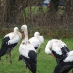 Groep Ooievaars Groep Ooievaars