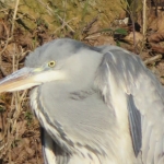 Reiger Reiger