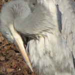 Reiger 2 Reiger 2