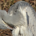 Reiger 3 Reiger 3