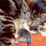 Grote moeder Roos Grote moeder Roos