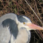 Reiger Reiger