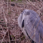 Reiger 3 Reiger 3