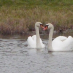 Zwanen samen Zwanen samen