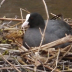Meerkoet op nest Meerkoet op nest