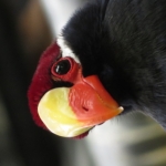 Vogel Vogel