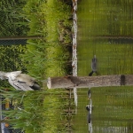 Reiger Reiger