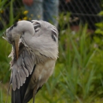 Reiger poetst zijn veren Reiger poetst zijn veren
