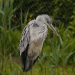 Reiger Reiger
