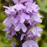 Wilde Orchidee (Alm)