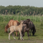 koniks koniks