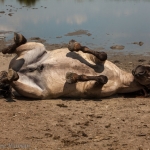 koniks aan t rollen in het zand koniks aan t rollen in het zand