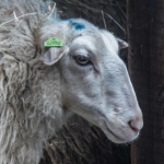 schaap schaap