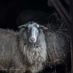 schaap schaap