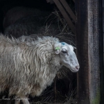 schaap schaap