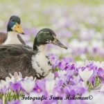 lente lente
