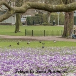 lente lente