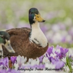 lente lente