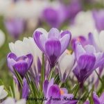 lente lente