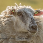 schapen schapen